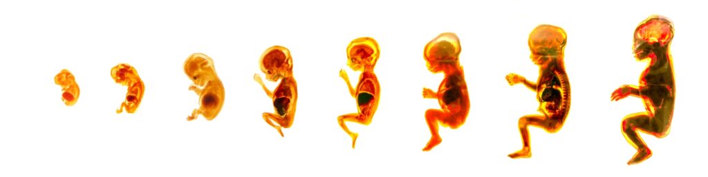 embryo stages quran